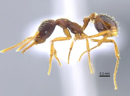 Strumigenys borgmeieri specimen CBUMAGENT41679 image cbumagent41679_3