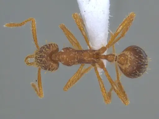 Strumigenys borgmeieri specimen ECOFOG-IT14-0964-63 image ecofog-it14-0964-63_1