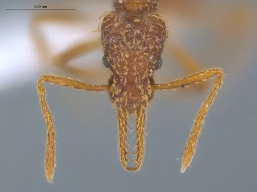 Strumigenys borgmeieri specimen ECOFOG-IT14-0964-63 image ecofog-it14-0964-63_2