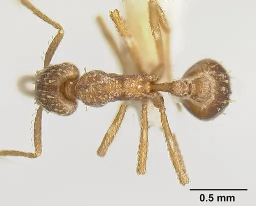 Strumigenys borgmeieri specimen INBIOCRI001283734 image inbiocri001283734_1