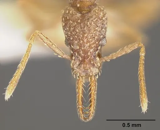 Strumigenys borgmeieri specimen INBIOCRI001283734 image inbiocri001283734_2