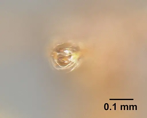 Strumigenys borgmeieri specimen INBIOCRI001283734 image inbiocri001283734_3