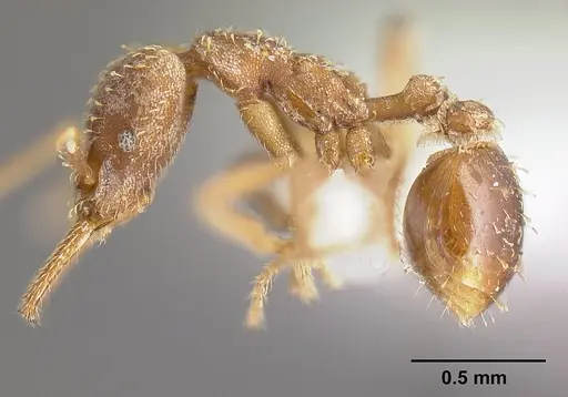 Strumigenys borgmeieri specimen INBIOCRI001283734 image inbiocri001283734_4