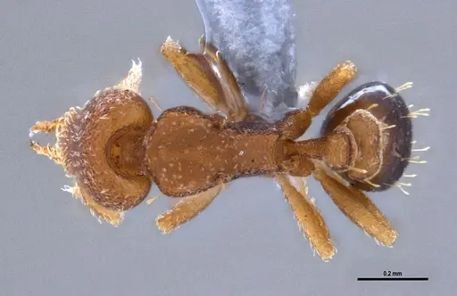 Strumigenys brevicornis specimen ANTWEB1053265 image antweb1053265_1