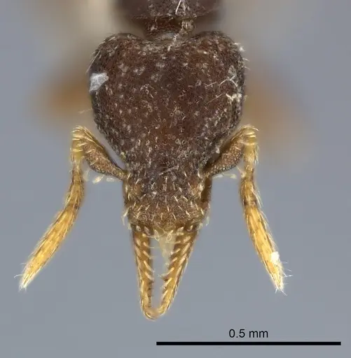 Strumigenys brevicornis specimen CASENT0217918 image casent0217918_2