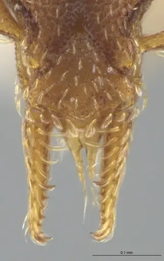 Strumigenys brevicornis specimen CASENT0633125 image casent0633125_4