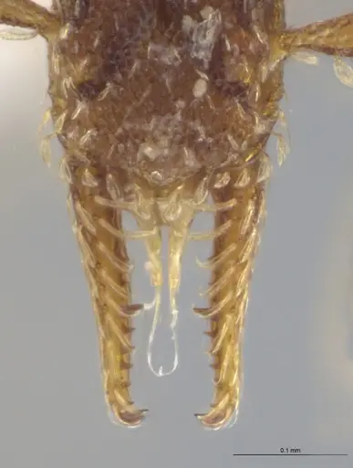 Strumigenys brevicornis specimen CASENT0633862 image casent0633862_4