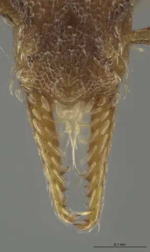 Strumigenys brevicornis specimen CASENT0635618 image casent0635618_3