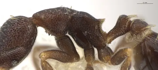 Strumigenys brevicornis specimen CASENT0640414 image casent0640414_6