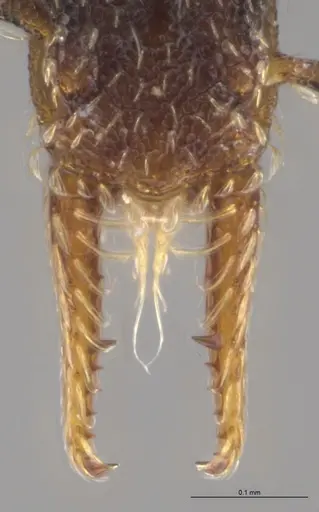Strumigenys brevicornis specimen CASENT0648572 image casent0648572_4