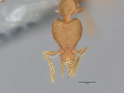 Strumigenys brevicornis specimen CASENT4036116 image casent4036116_3