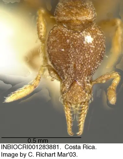 Strumigenys brevicornis specimen INBIOCRI001283881 image inbiocri001283881_1