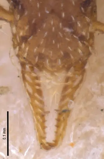 Strumigenys brevicornis specimen MZSPHYM0140060 image mzsphym0140060_4
