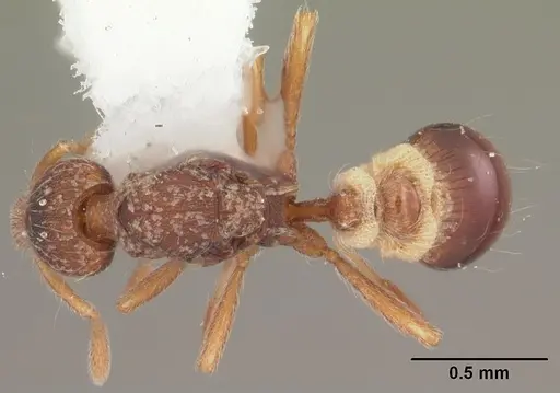 Strumigenys brevisetosa specimen CASENT0104481 image casent0104481_1