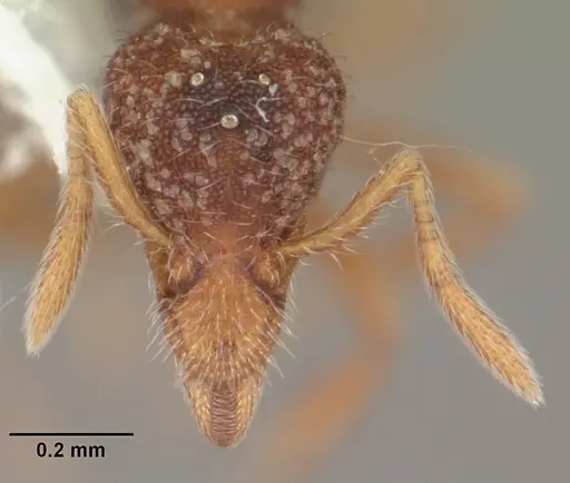Strumigenys brevisetosa specimen CASENT0104481 image casent0104481_2