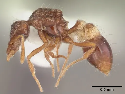 Strumigenys brevisetosa specimen CASENT0104481 image casent0104481_3