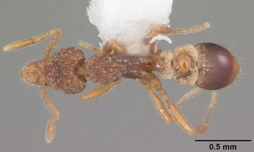Strumigenys brevisetosa specimen CASENT0104482 image casent0104482_1