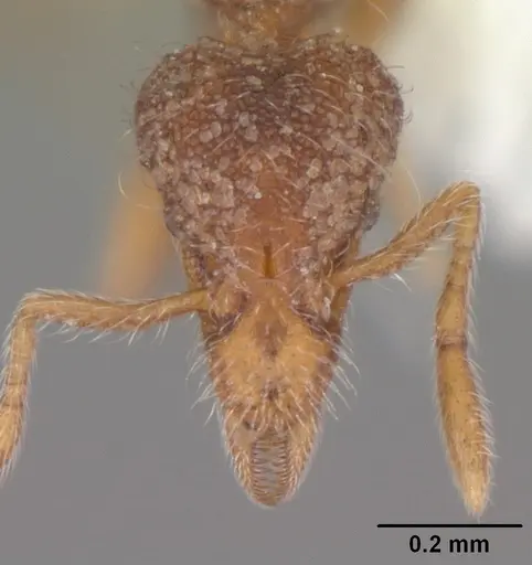Strumigenys brevisetosa specimen CASENT0104482 image casent0104482_2