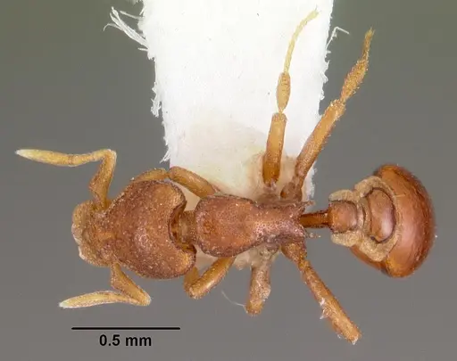 Strumigenys brontes specimen CASENT0102599 image casent0102599_1
