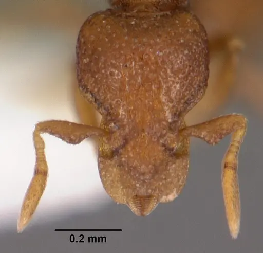 Strumigenys brontes specimen CASENT0102599 image casent0102599_2