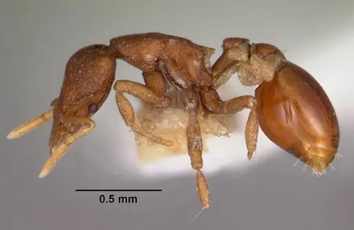 Strumigenys brontes specimen CASENT0102599 image casent0102599_3