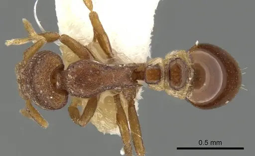 Strumigenys brontes specimen CASENT0900122 image casent0900122_1
