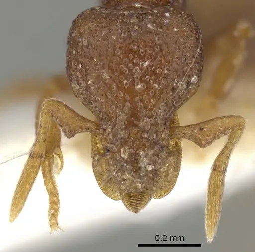 Strumigenys brontes specimen CASENT0900122 image casent0900122_2