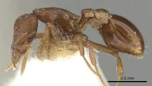 Strumigenys brontes specimen CASENT0900122 image casent0900122_3