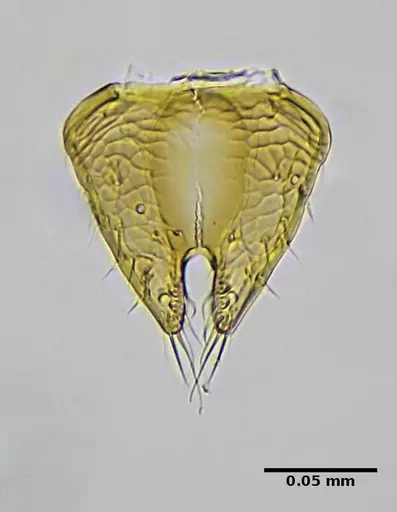 Strumigenys browni specimen ANTWEB1032477 image antweb1032477_1