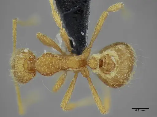 Strumigenys browni specimen ANTWEB1032488 image antweb1032488_1