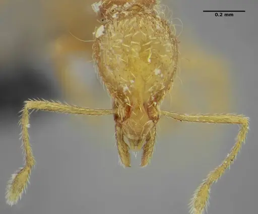 Strumigenys browni specimen ANTWEB1032488 image antweb1032488_2