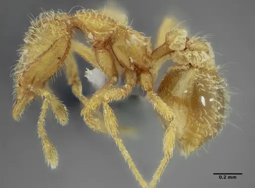 Strumigenys browni specimen ANTWEB1032488 image antweb1032488_3