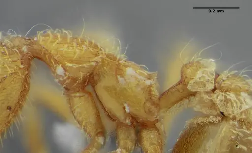 Strumigenys browni specimen ANTWEB1032488 image antweb1032488_4