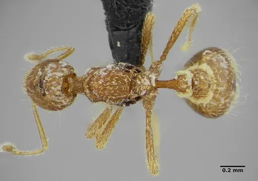 Strumigenys browni specimen ANTWEB1041091 image antweb1041091_1
