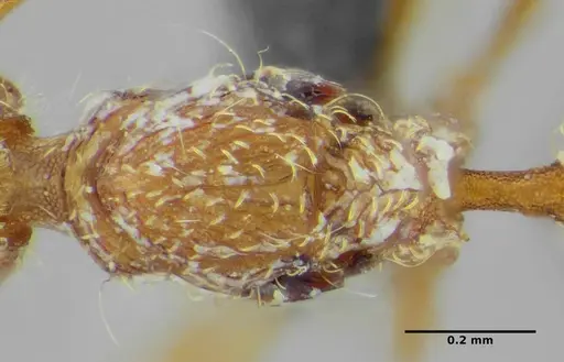 Strumigenys browni specimen ANTWEB1041091 image antweb1041091_2
