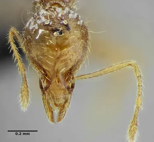 Strumigenys browni specimen ANTWEB1041091 image antweb1041091_3