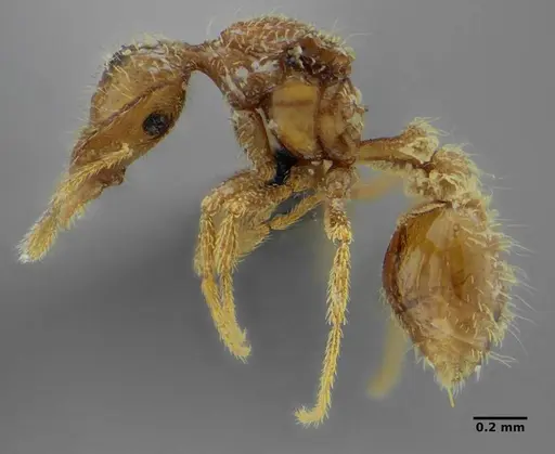 Strumigenys browni specimen ANTWEB1041091 image antweb1041091_4
