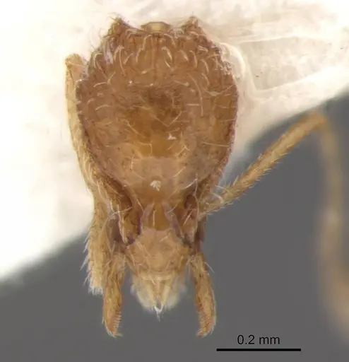 Strumigenys browni specimen ANTWEB1041237 image antweb1041237_1
