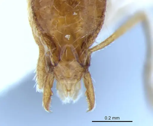 Strumigenys browni specimen ANTWEB1041237 image antweb1041237_2
