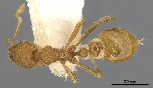 Strumigenys browni specimen CASENT0900196 image casent0900196_1