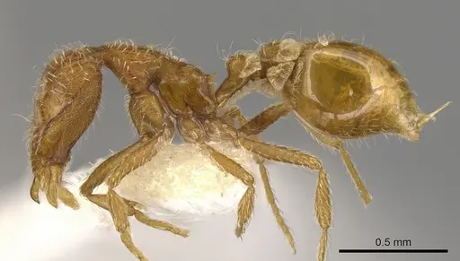 Strumigenys browni specimen CASENT0900196 image casent0900196_3