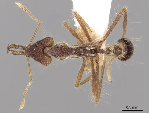 Strumigenys bryanti specimen CASENT0280733 image casent0280733_1