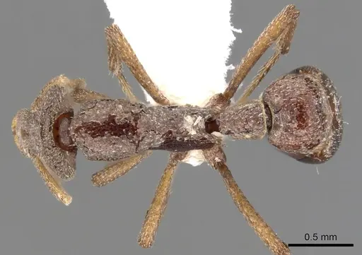 Strumigenys bubisnoda specimen CASENT0900135 image casent0900135_1