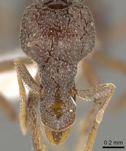 Strumigenys bubisnoda specimen CASENT0900135 image casent0900135_2