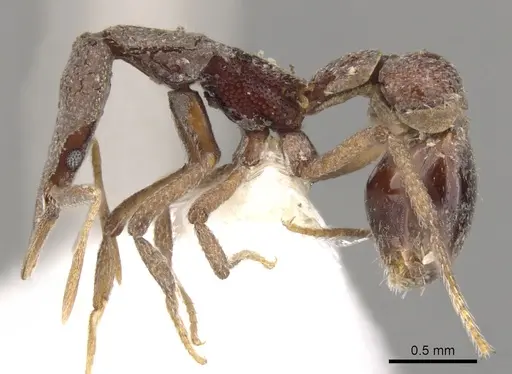 Strumigenys bubisnoda specimen CASENT0900135 image casent0900135_3