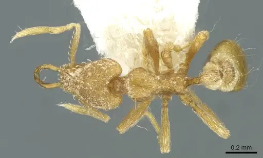 Strumigenys buddhista specimen CASENT0912868 image casent0912868_1