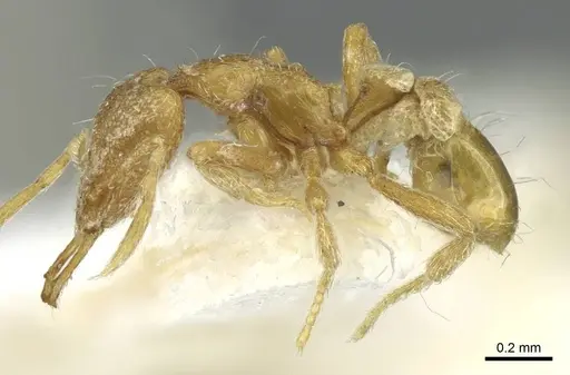 Strumigenys buddhista specimen CASENT0912868 image casent0912868_3