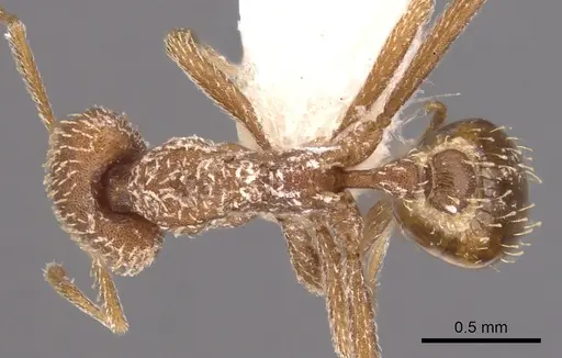 Strumigenys buleru specimen CASENT0900922 image casent0900922_1