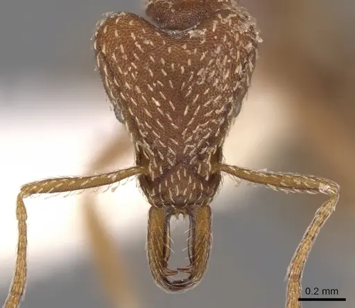 Strumigenys buleru specimen CASENT0900922 image casent0900922_2