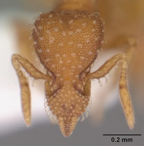 Strumigenys bunki specimen CASENT0104336 image casent0104336_2